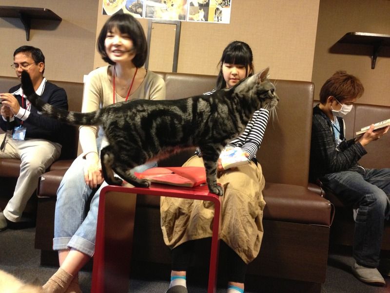 Calico Cat Cafe Play and Dine With The Cutest Cats in Shinjuku, Tokyo